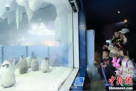 萌萌哒！珠海10只帝企鹅宝宝首亮相图片