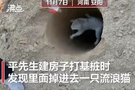 众人停工3小时救出被困基桩小猫，网友：善良的人一定会有好报图片