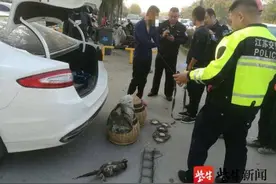 两小伙捕获了三只野鸡 摊上事了图片