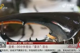 淄博90后小伙创业“复活”昆虫，坚持9年，梦想开一个自然博物馆视频封面