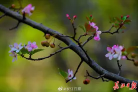 立冬小阳春，海棠树花果同挂枝头图片