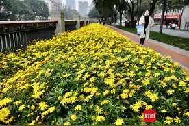 冬日里的美景 小黄菊花花开锦江图片