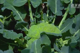西兰花生长记视频封面