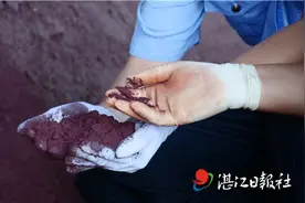 湛江海关退运 8.8万吨洋垃圾图片