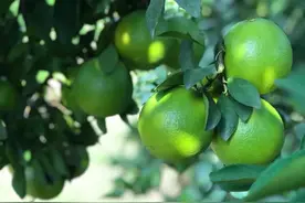 琼中绿橙 甘甜正当时图片