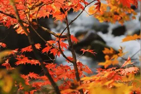 霜叶红于二月花 寄托诗人情深几许