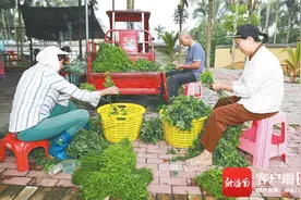 走向我们的小康生活 | 五指山市南圣镇同甲村村民摘野菜促增收图片