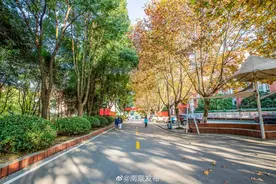 校园树木一半黄一半绿，泾渭分明图片