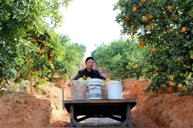 江西全南：脐橙运输神器 果农省心又省力图片