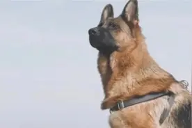 狗狗都上天了！空降犬跟兵哥哥高空跳伞图片