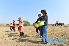 再扩容！明年等你来沭阳赏油菜花图片