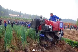 一人高的章丘大葱丰收了图片