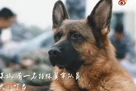 超酷画面！空降犬跟兵哥哥高空跳伞配合默契，网友：胆子不如狗系列图片