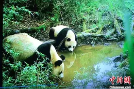 大熊猫国家公园雅安蜂桶寨片区：拍摄到野生大熊猫母子喝水画面图片
