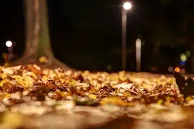 夜话丨迟子建：我对黑暗的柔情图片