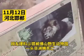 狮子泡水池中疑似死亡，林业局回应：在尸检中 可以做成标本图片