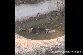 狮子到底怎么死的？邯郸林业局的回应又变了…图片