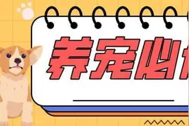 毛孩子生病太折腾！家有宠物，居家消毒要慎重~丨养宠必修课图片