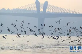 习近平总书记关切事丨我的长江我的家图片