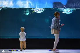 澳大利亚水族馆开放 游客和鱼儿企鹅互动图片
