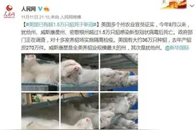 全世界都在捕杀水貂，它到底做错了什么？图片