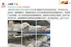全世界都在捕杀水貂，它到底做错了什么？图片
