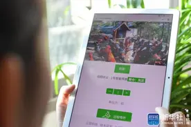 贵州凯里：大山里的“可视化”林下养鸡场图片