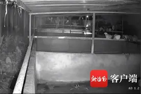 屯昌一养猪场20头被偷走的猪，从万宁被追回图片