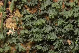 第一个以“深圳”命名的蕨类植物发布！数量极其稀少堪比丹顶鹤图片