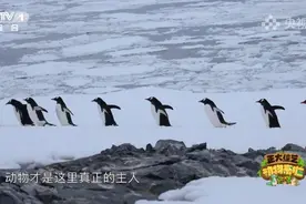小黑豹登“征妈启事”，狗妈妈应征上岗图片