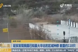 陕西延安发现我国已知最大野生华北豹区域种群，数量约110只视频封面