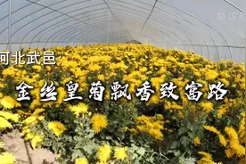 河北武邑：金丝皇菊飘香致富路视频封面