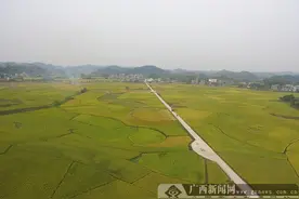鹿寨县：特色产业成脱贫致富“铁杆庄稼”图片