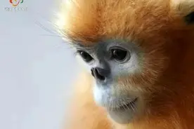 看！金丝猴！阔别23年再度安家武汉图片