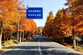 南京无想山，有一片火样的水杉林……图片