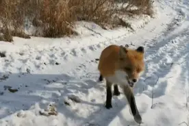 这一幕太有爱！“蓝朋友”雪中偶遇小狐狸图片