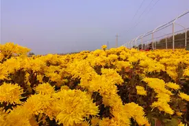 德州市陵城区滋镇 金丝皇菊开出“致富之花”图片