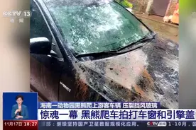 惊魂一幕！海南一动物园黑熊爬上游客车辆 压裂挡风玻璃图片