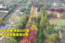 打卡南京落叶季 这样留住秋之斑斓