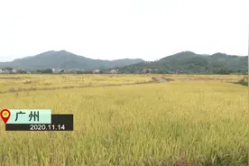 广州：稻花香里说丰年 听取蛙声一片视频封面