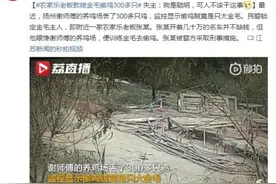 农家乐老板教唆金毛偷鸡300多只 失主：狗是聪明，可人不该干这事图片