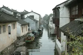 桂花龙井，一杯忆江南图片