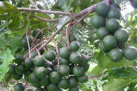 广西宁明县将打造百亿级特色油茶产业图片
