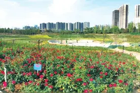 观鸟塔、太子书院、贾鲁芳华景观…… 郑州西流湖公园美景初现图片