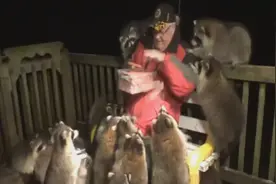 加拿大老人办浣熊“托儿所”喂食数十只浣熊视频走红网络图片