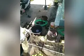 印尼一只猴子帮妇女洗衣服 搓洗拧干有模有样图片