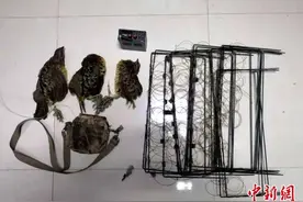 四川达州男子用“电媒”模拟播放动物叫声捕获竹鸡被警方抓获图片