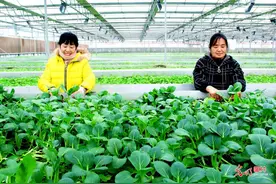 安徽淮北：有机蔬菜走俏市场图片