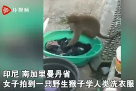 印尼一只猴子帮妇女洗衣服，搓洗拧干有模有样，离开前收获面包和香蕉图片