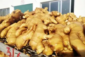 莱州大姜产业综合体标准化试点项目通过验收图片
